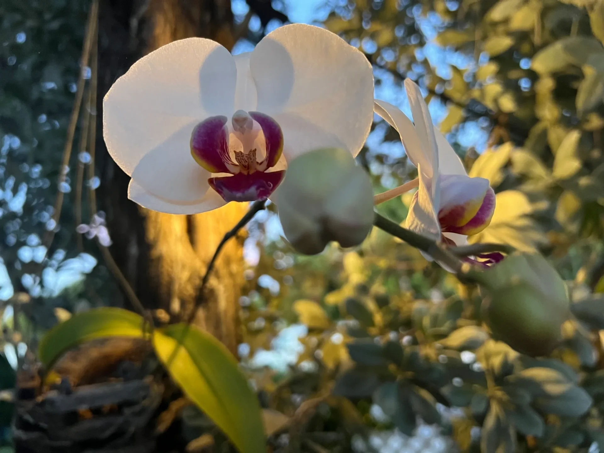 A close up of the flowers on a tree